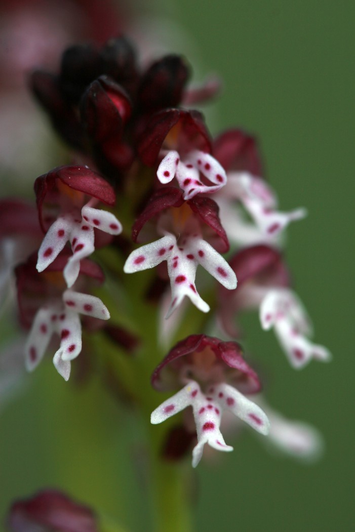 Orchis ustulata